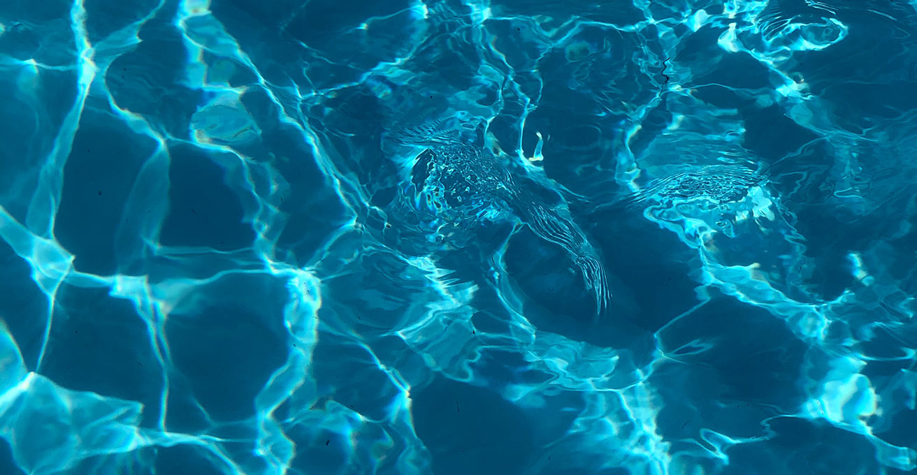 Schwimmspezi-Wasserhintergrund-QF